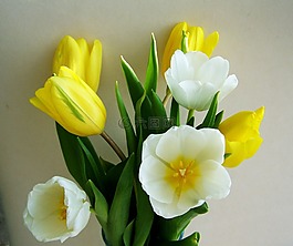 郁金香,束鲜花,黄色和白色的花