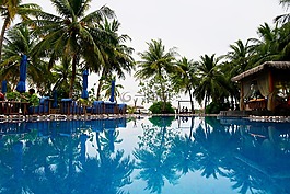 游泳池,棕櫚,池