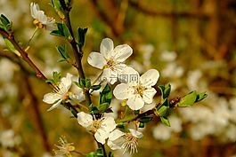 開(kāi)花,春天,性質(zhì)