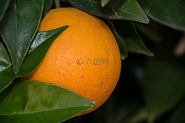 水果,葉,食品