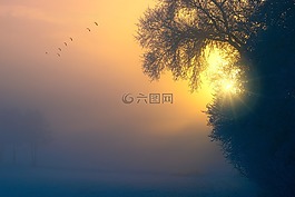 霧,黎明,鳥類