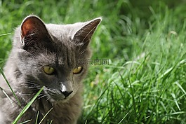 貓,動物,寵物
