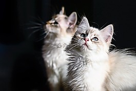 貓,國內(nèi)的貓,年輕的貓