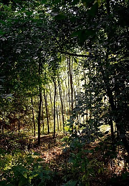 森林,匈牙利,bakony