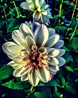 花,性質(zhì),廠