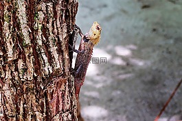樹,蜥蜴,動物