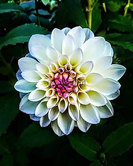 廠,花,性質(zhì)