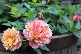 玫瑰,花瓣,盛開