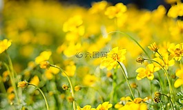 花,顏色,光明