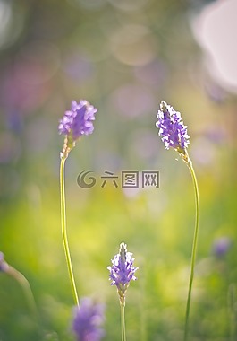 顏色,光明,性質(zhì)