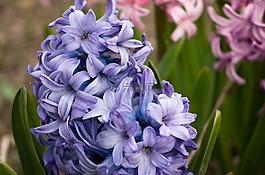 風(fēng)信子,花,藍(lán)色