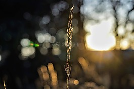 日落,照明,植物