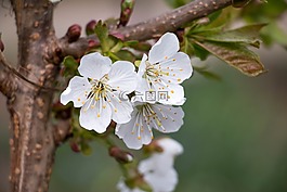 櫻桃,開花,白