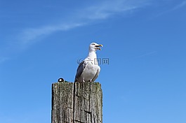 海鷗,北海,鳥