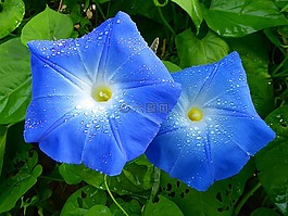 花,蓝色,喇叭花