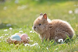 復活節,復活節兔子,蛋