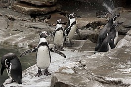 企鵝,鳥,動物園