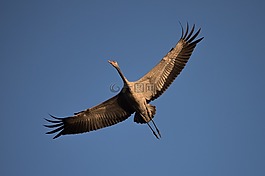 鳥,性質(zhì),飛行