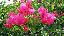九重葛,粉紅色的花朵,綻放