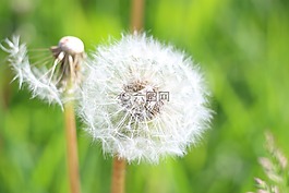 蒲公英,绒毛的蒲公英,花卉