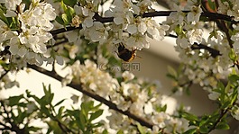 梅花,蜜蜂,花