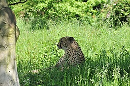 獵豹,動物,貓