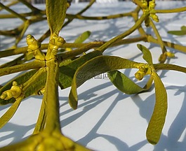 槲寄生,药用植物,树