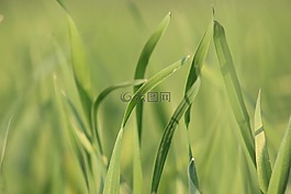 增長,植物區(qū)系,葉