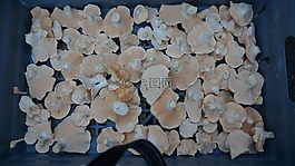 hydnum repandum,蘑菇