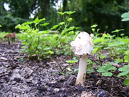 蘑菇,菌類,真菌
