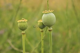 罂粟,种子,seedhead