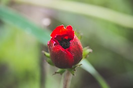 自然,花,戶外