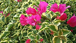 九重葛,粉红色的花朵,英语常春藤