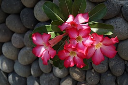 巴厘島,花卉,石頭墻