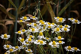 洋甘菊,鮮花,野花