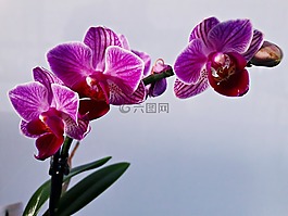 花,蘭花,盛開