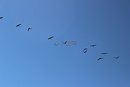 鳥,天空,動(dòng)物