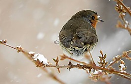 自然,野生動物,鳥