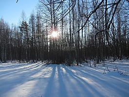 冬天,日出,雪