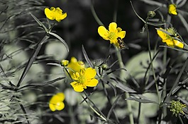 黃色,花卉,鮮花
