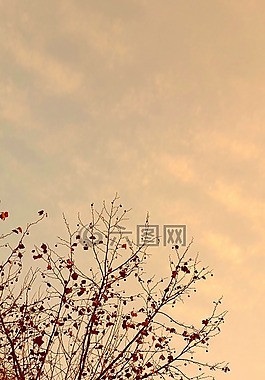 天空,發(fā)光,木材