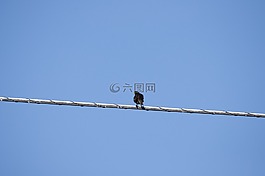 鳥,電線,坐