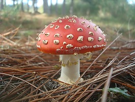 鹅膏菌,蘑菇,红色