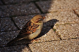 麻雀,鳥,小