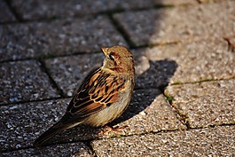 麻雀,鳥,小
