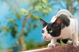 貓,動物群,戶外