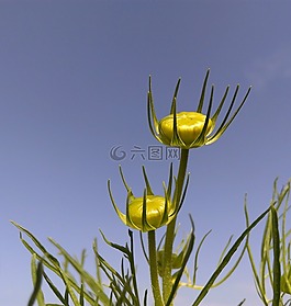 芽,花卉,花園
