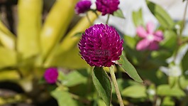千日紅,光棍按鈕,花卉