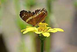 蝴蝶,昆蟲(chóng),性質(zhì)
