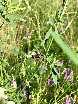 蜜蜂,自然,花